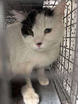 Domestic Short Hair Cats Available for Adoption in Las Vegas, Nevada - BIRDIE | PetCurious