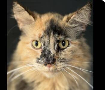 Dilute Tortoiseshell Cats Available for Adoption in Johnson City, Tennessee - Carmelo | PetCurious