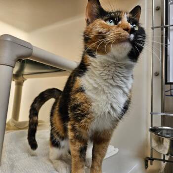 Rhubarb -  Domestic Short Hair Cat Available for Adoption in Harrisonburg, Virginia - Rhubarb | PetCurious