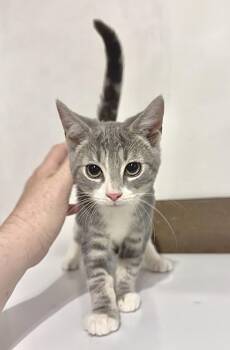 Scraps -  Domestic Short Hair Cat for Adoption in Harrisburg, Pennsylvania - Scraps | PetCurious