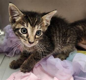 Domestic Short Hair Cats Available for Adoption in Fort Lauderdale, Florida - A2474127 | PetCurious