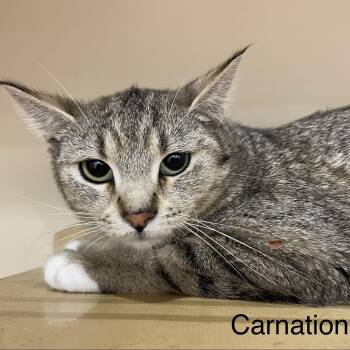 Domestic Short Hair Cats Available for Adoption in Pickering, Ontario - Carnation | PetCurious