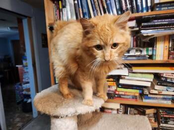 Domestic Long Hair and Tabby Cats Available for Adoption - Haymitch | PetCurious