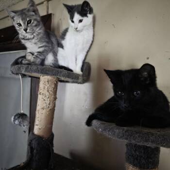 Ralph -  Domestic Short Hair Cat for Adoption in Harrisonburg, Virginia - Ralph | PetCurious