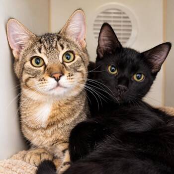 Timmy and Tiny -  Domestic Short Hair Cat for Adoption in Pontiac, Michigan - Timmy And Tiny | PetCurious