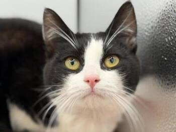 Domestic Short Hair Cats Available for Adoption in Portland, Oregon - Twinkle | PetCurious