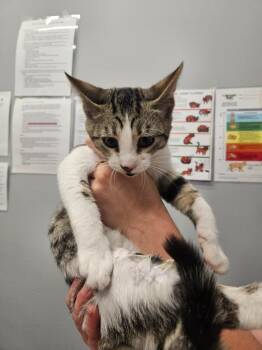 Felix -  Domestic Short Hair Cat for Adoption in Bloomington, Indiana - Felix | PetCurious