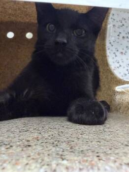 MAXIE -  Domestic Short Hair Cat for Adoption in Riverside, California - MAXIE | PetCurious