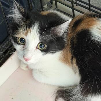 Eve -  Domestic Short Hair Cat for Adoption in Deming, New Mexico - Eve | PetCurious