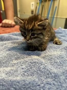 Serana -  Domestic Long Hair and Domestic Short Hair Cat for Adoption in Kansas City, Missouri - Serana | PetCurious