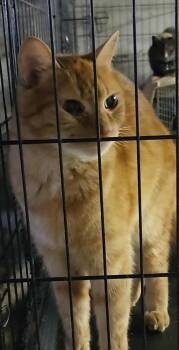 Rescue Domestic Short Hair Cats for Adoption in Manchester, Connecticut - Soci | PetCurious