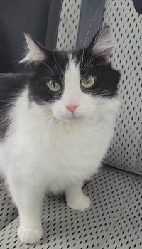 GWEN -  Domestic Medium Hair Cat for Adoption in Sandusky, Ohio - GWEN | PetCurious