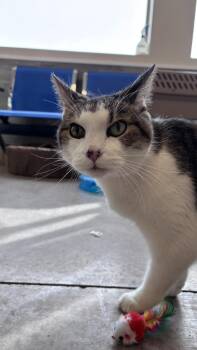 Domestic Short Hair Cats Available for Adoption - Blissa | PetCurious