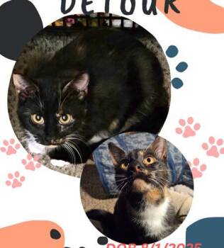 Domestic Short Hair Cats Available for Adoption in Canal Winchester, Ohio - Detour | PetCurious