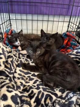 Siddhartha, Bart, Gordon, mom cat Flo -  Tabby and Domestic Medium Hair Cat for Adoption in Walnut Creek, California - Siddhartha, Bart, Gordon, Mom Cat Flo | PetCurious