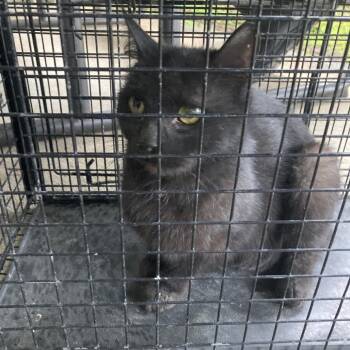 Zari (COH-A-67262) -  Domestic Short Hair Cat for Adoption in Volcano, Hawaii - Zari (COH-A-67262) | PetCurious