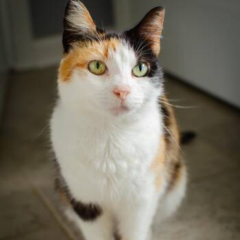 YABBY Calico Adult -  Calico Cat for Adoption in Monroe, North Carolina - YABBY Calico Adult | PetCurious