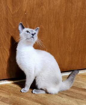 Rescue Domestic Short Hair Cats for Adoption in Crookston, Minnesota - Jupiter | PetCurious