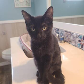 Organic Aggression -  Domestic Short Hair Cat for Adoption in Fort Lauderdale, Florida - Organic Aggression | PetCurious