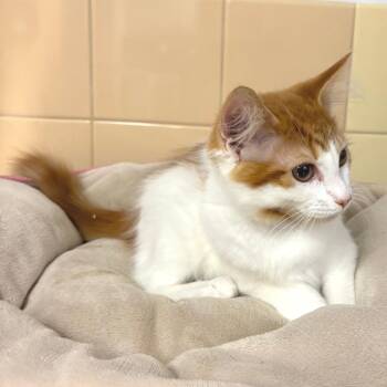 Curry -  Domestic Short Hair Cat for Adoption in East Hampton, New York - Curry | PetCurious