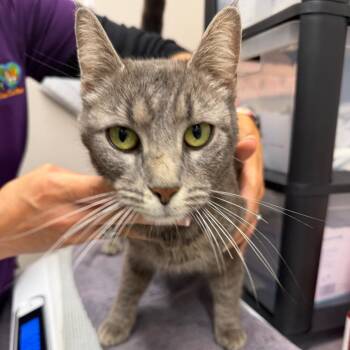 Domestic Short Hair Cats Available for Adoption in Morganton, North Carolina - Appletini | PetCurious