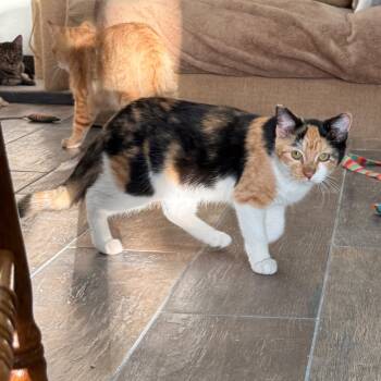 Rescue Domestic Short Hair Cats for Adoption in Bloomington, Illinois - Sookie | PetCurious