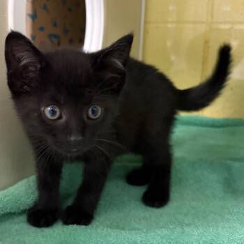 Ozzy -  Domestic Short Hair Cat for Adoption in West Olive, Michigan - Ozzy | PetCurious