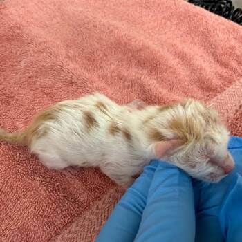 Moth -  Domestic Short Hair Cat for Adoption in Birmingham, Alabama - Moth | PetCurious
