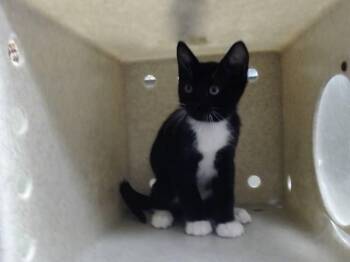 A552559 -  Domestic Short Hair Cat for Adoption in Moreno Valley, California - A552559 | PetCurious