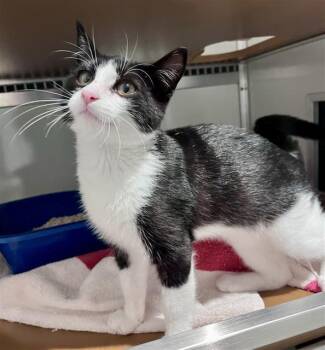 RINGO -  Domestic Short Hair Cat for Adoption in San Francisco, California - RINGO | PetCurious