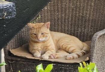 Truvy -  Domestic Short Hair Cat for Adoption in North Richland Hills, Texas - Truvy | PetCurious
