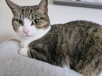 Maisey -  Domestic Short Hair Cat for Adoption in Pocatello, Idaho - Maisey | PetCurious