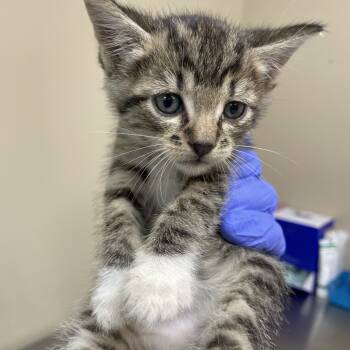 Rescue Domestic Short Hair Cats for Adoption in Helena, Alabama - Webster | PetCurious