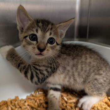 Lava Lamp -  Domestic Short Hair Cat for Adoption in Titusville, Florida - Lava Lamp | PetCurious