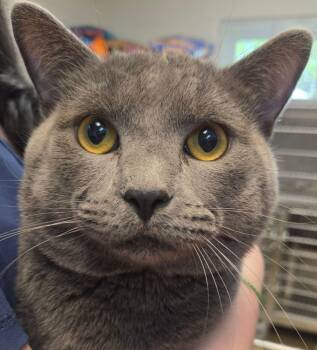 Zen -  Domestic Short Hair Cat Available for Adoption in Lexington, Virginia - Zen | PetCurious
