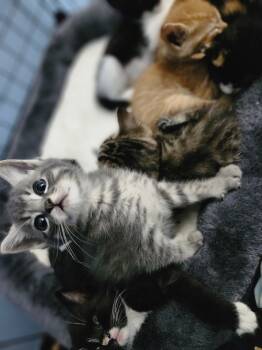 Rescue Domestic Short Hair Cats for Adoption in Virginia Beach, Virginia - Ziggy '25 | PetCurious