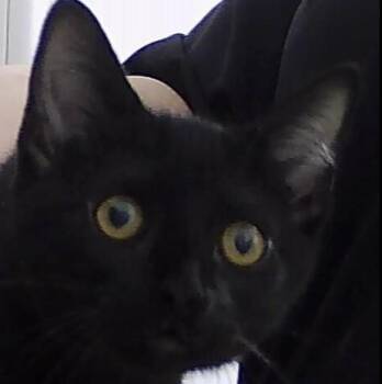 Joel -  Domestic Short Hair Cat for Adoption in Dayton, Minnesota - Joel | PetCurious