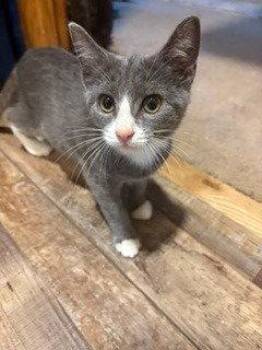 Jane -  Domestic Short Hair Cat for Adoption in Battle Ground, Washington - Jane | PetCurious