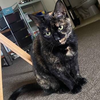 Rescue Domestic Short Hair Cats for Adoption in Avon, New York - Missy | PetCurious