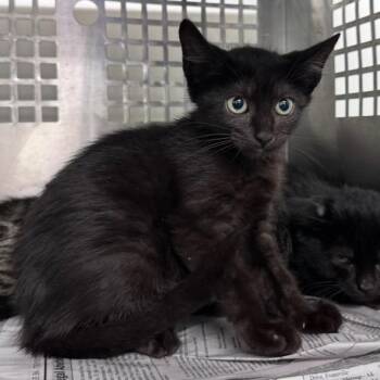 Thunder -  Domestic Short Hair Cat for Adoption in Mount Vernon, Indiana - Thunder | PetCurious