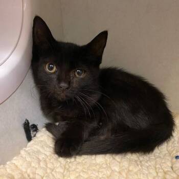 Sookie -  Domestic Short Hair Cat for Adoption in Dayton, Ohio - Sookie | PetCurious
