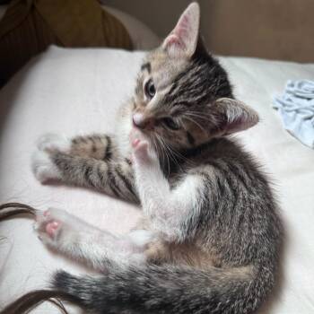 Domestic Short Hair Cats Available for Adoption in New York, New York - Brawny | PetCurious
