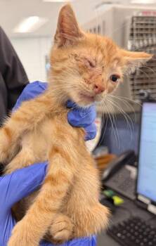 A1271579 -  Domestic Short Hair Cat for Adoption in Charlotte, North Carolina - A1271579 | PetCurious