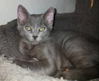 Domestic Short Hair Cats Available for Adoption in Magnolia, Texas - Frito | PetCurious