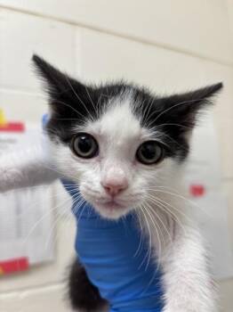 Colombia -  Domestic Short Hair Cat for Adoption in Santa Rosa, California - Colombia | PetCurious