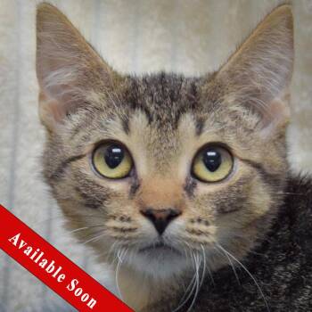 Hobbs -  Tabby and Domestic Short Hair Cat for Adoption in Huntley, Illinois - Hobbs | PetCurious