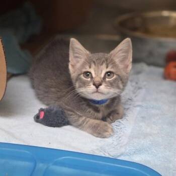 Dale -  Domestic Short Hair Cat for Adoption in Westland, Michigan - Dale | PetCurious