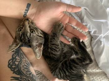 Rescue Domestic Short Hair Cats for Adoption in Tampa, Florida - Brownie | PetCurious