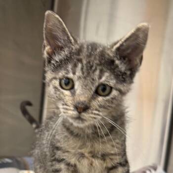 Tootie -  Domestic Short Hair Cat for Adoption in Marshall, Texas - Tootie | PetCurious