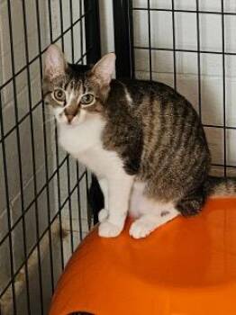 Domestic Short Hair Cats Available for Adoption in Middletown, Connecticut - Yani | PetCurious